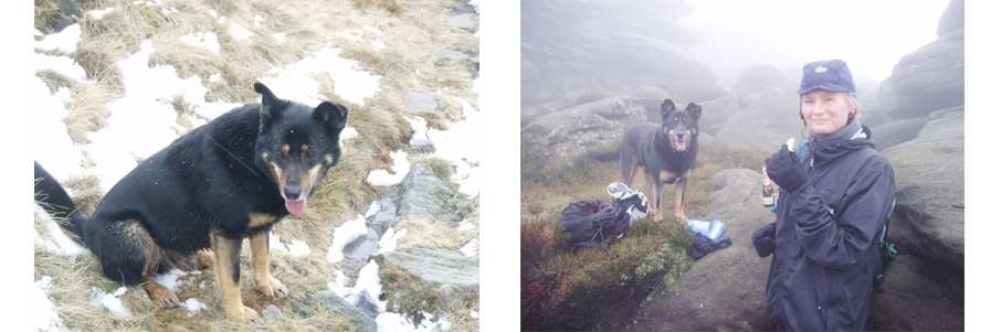 running with dogs 1.jpg